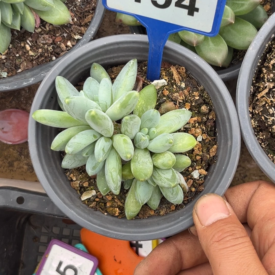多肉植物阿蒂斯托194