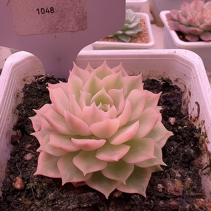 1048号沙漠玫瑰锦多肉