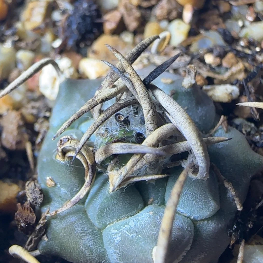 467实生南格瑞特多肉