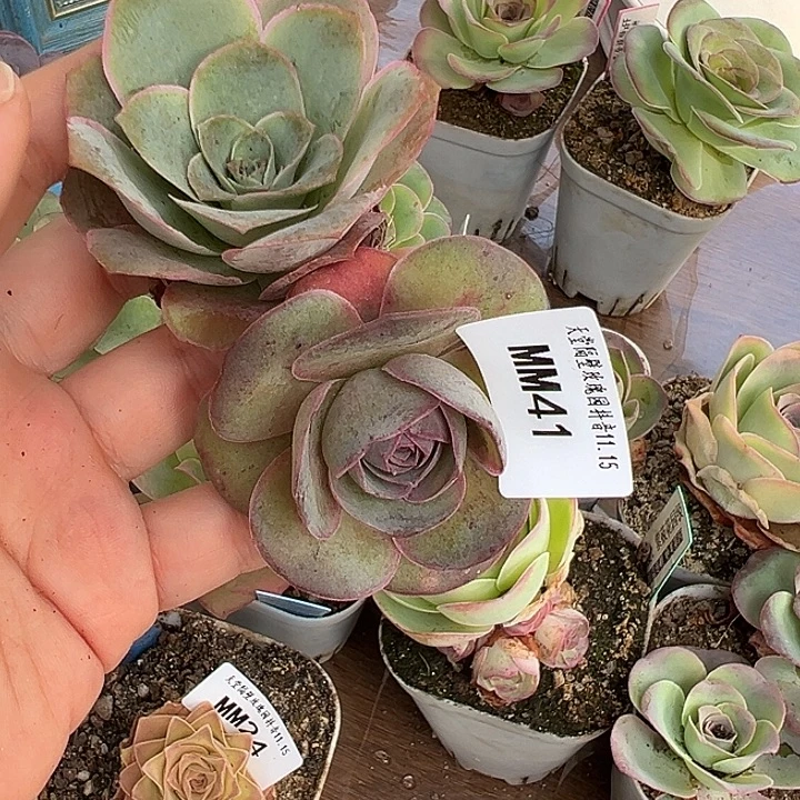 苗苗41山地玫瑰多肉植物