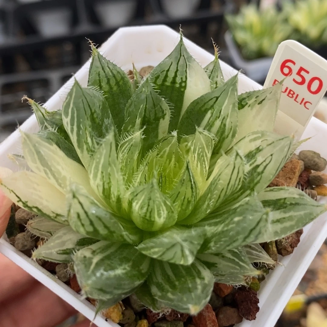 650原始锦一物一拍