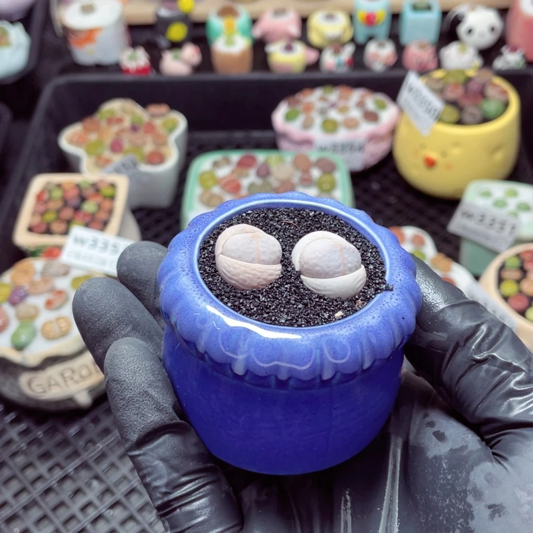 w3359--带盆土发货，零下地区拍保温箱