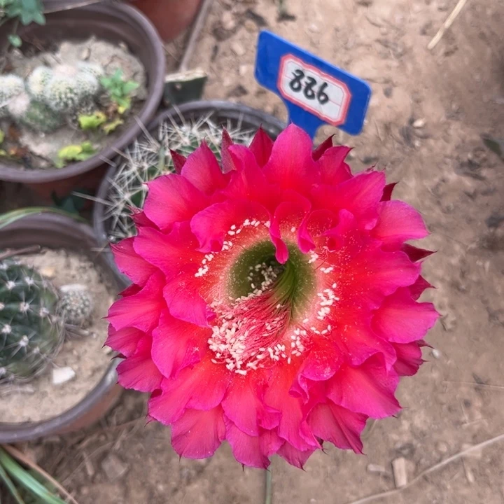 886，实生彩草。。。。