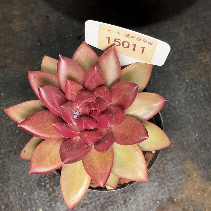 ?****迷雾一物一拍15011