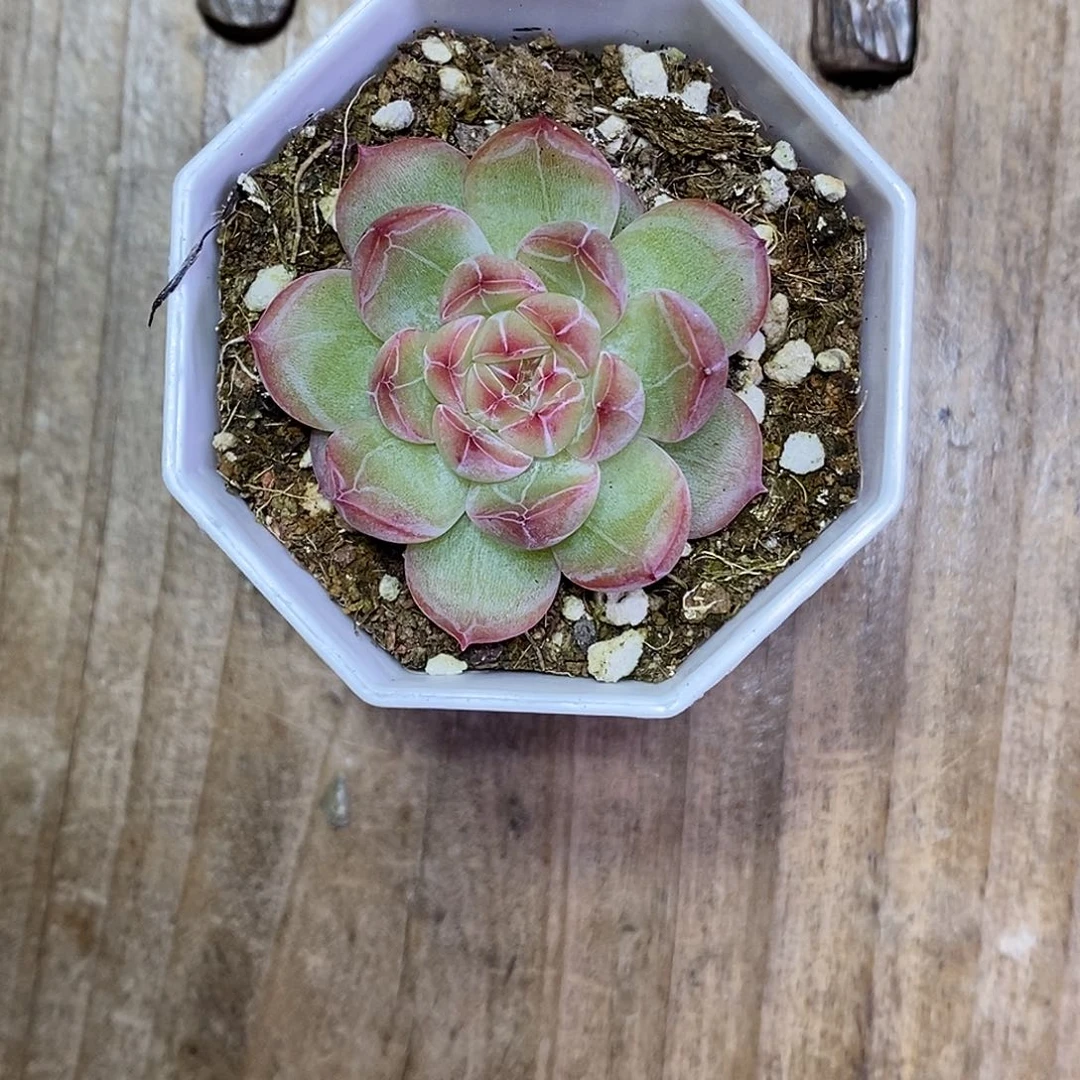 雪花珍妮30包邮非偏远