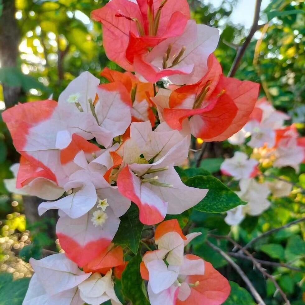 百花园 【橙口红】三角梅原生扦插正版袋苗四季勤花飘枝爬藤好养