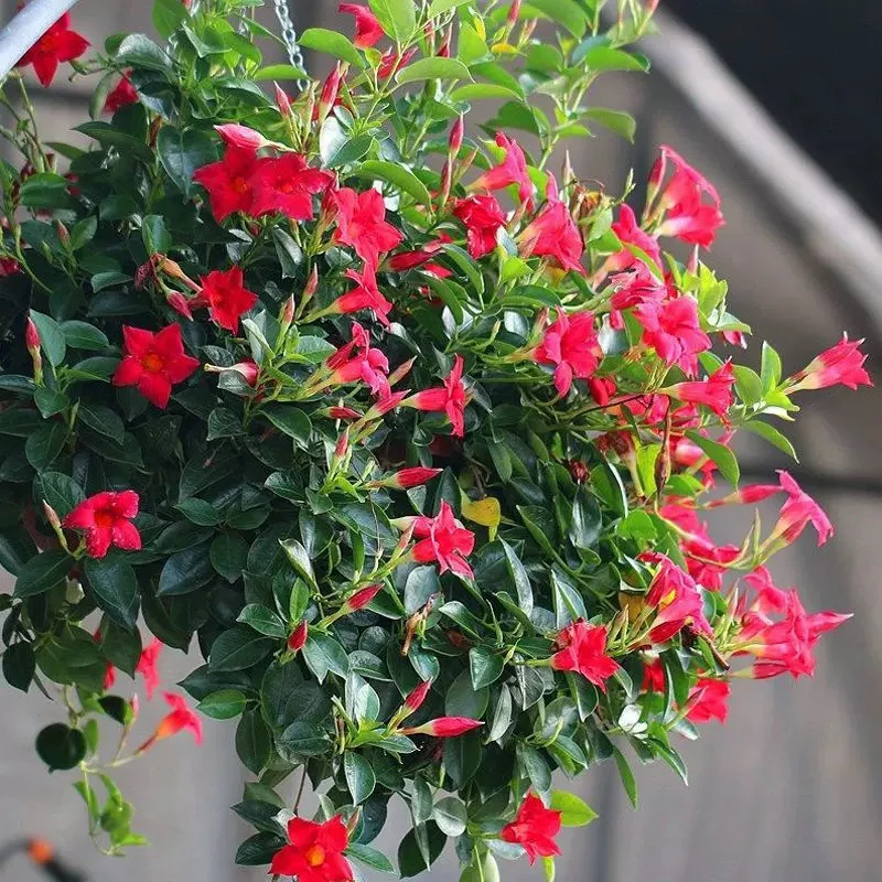 万里飘香藤四季开花爬藤植物红色双喜藤花苗阳台室内夏季花卉盆栽