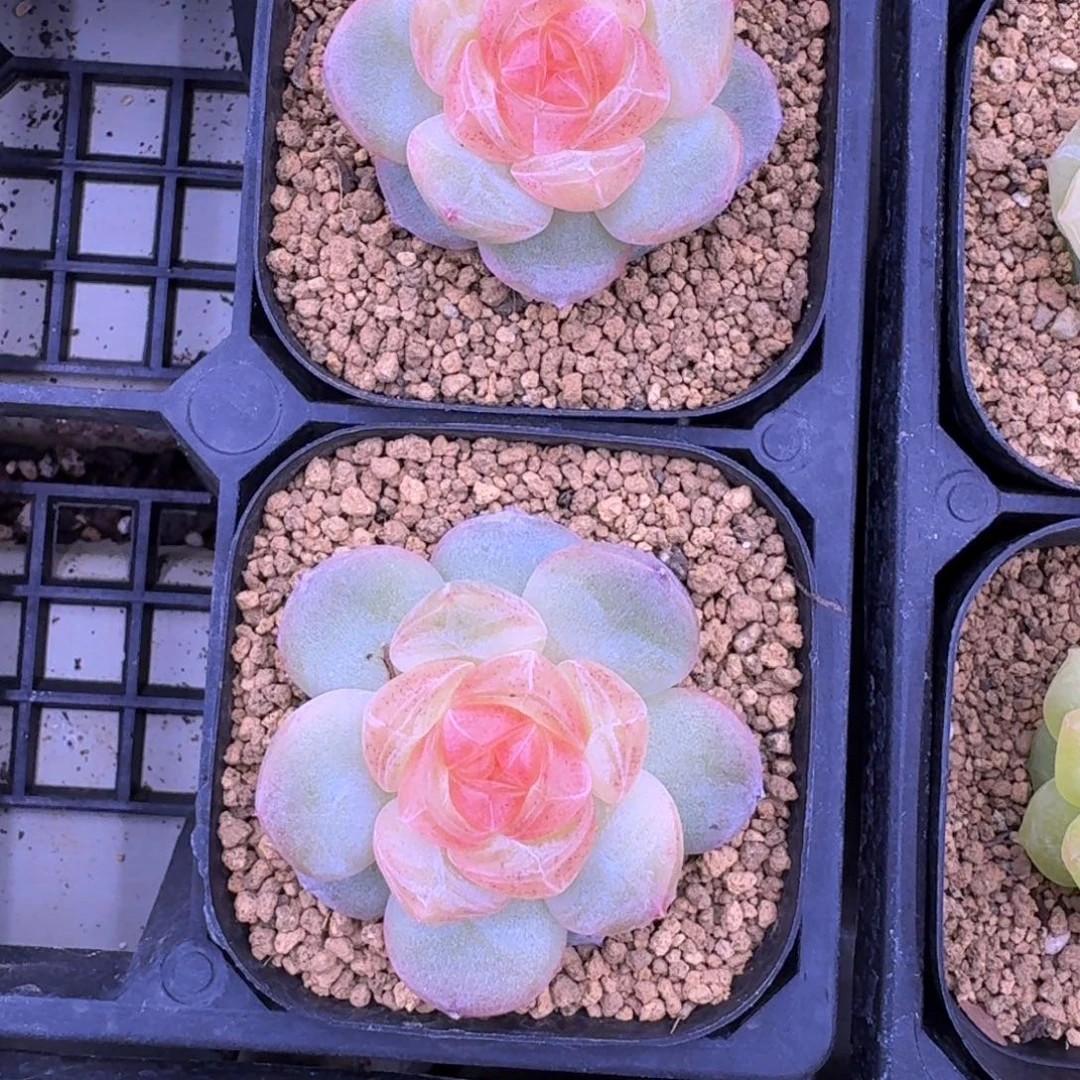 玄***雀1022-18-0022两颗走