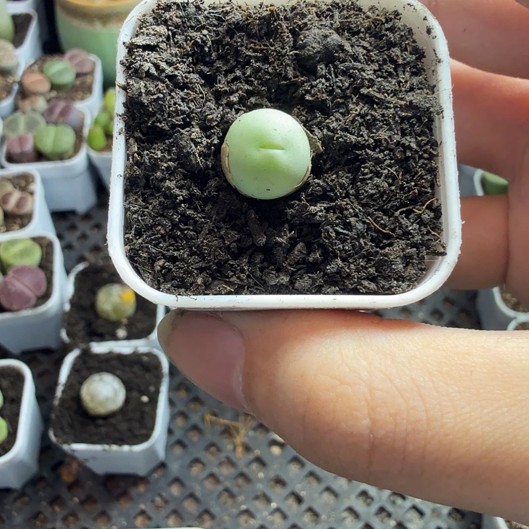 余***骞多肉葡萄的季节性好79