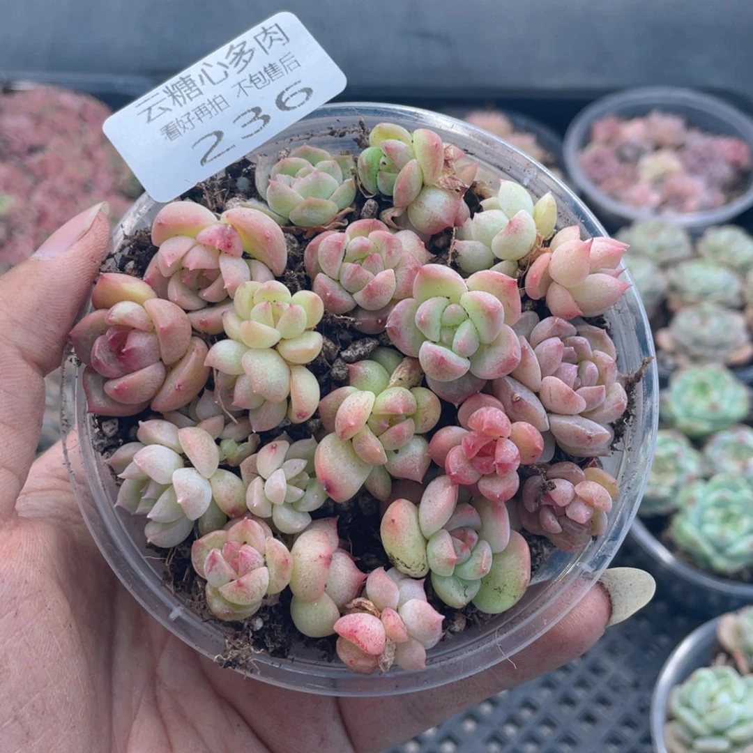 云糖心多肉植物236