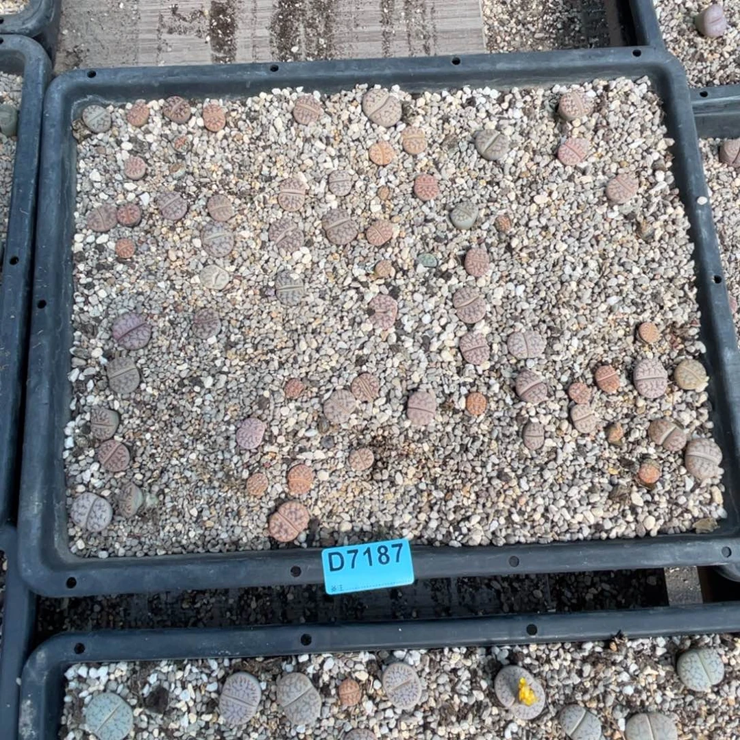 h***z7187筐福利不售后