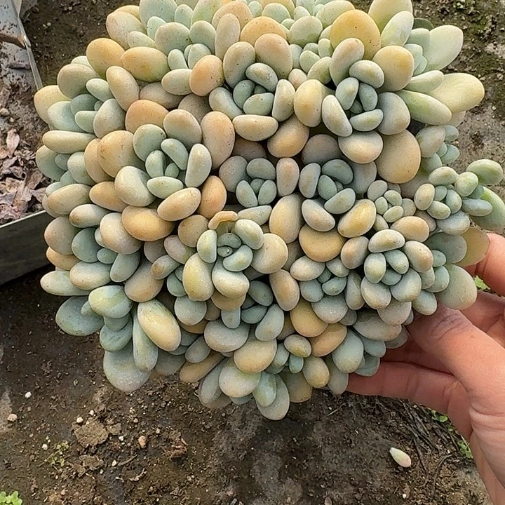 香水洛神多肉植物