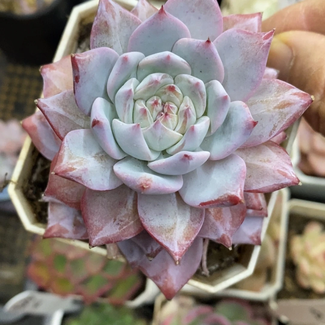 精品多肉一物一拍不包整376