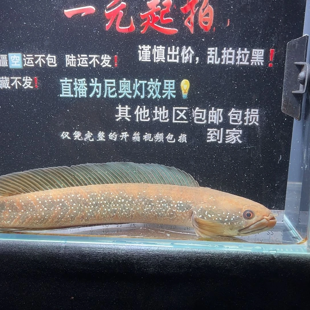 雷龙鱼黑月雷龙七星雷龙