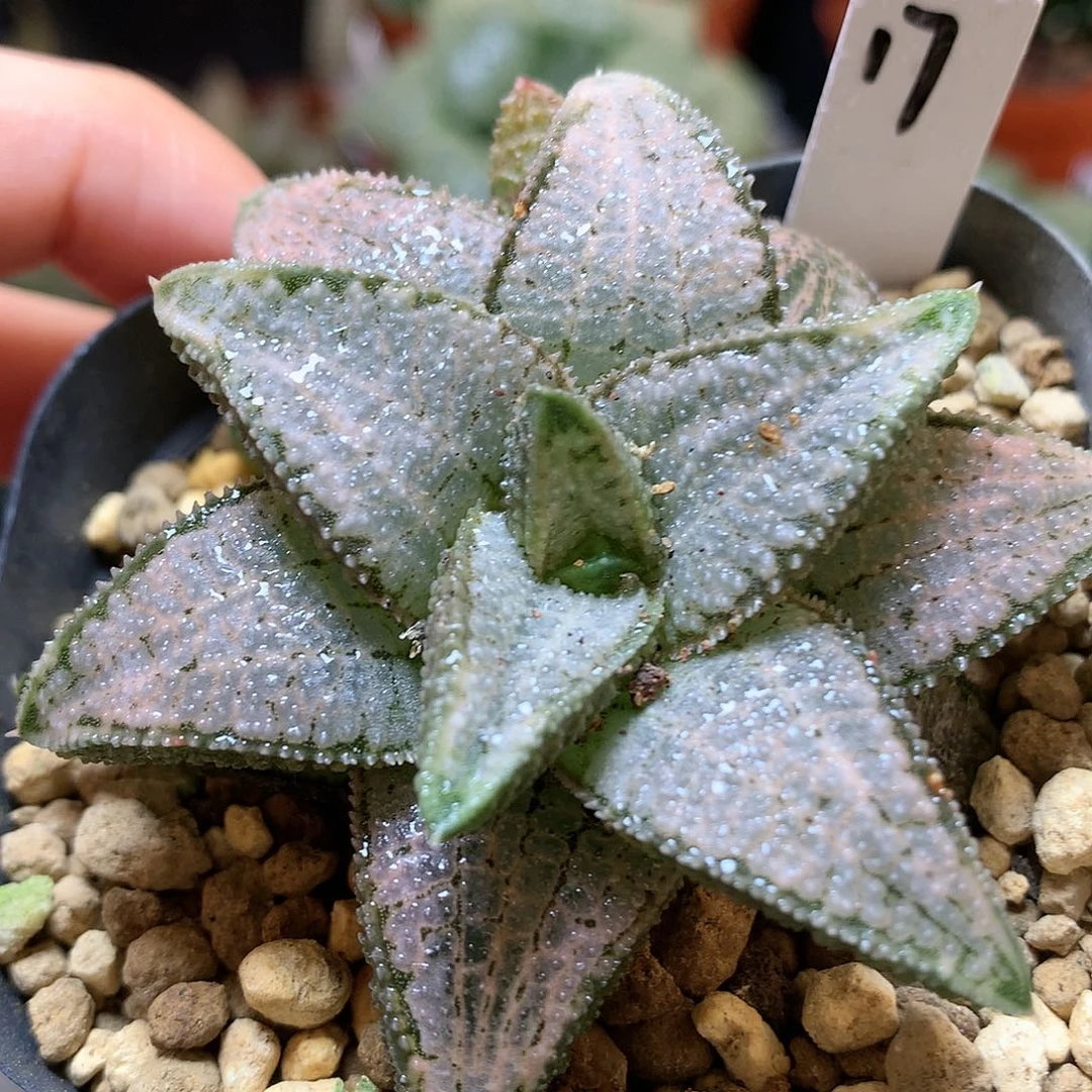 银狼株带盆土发货tll