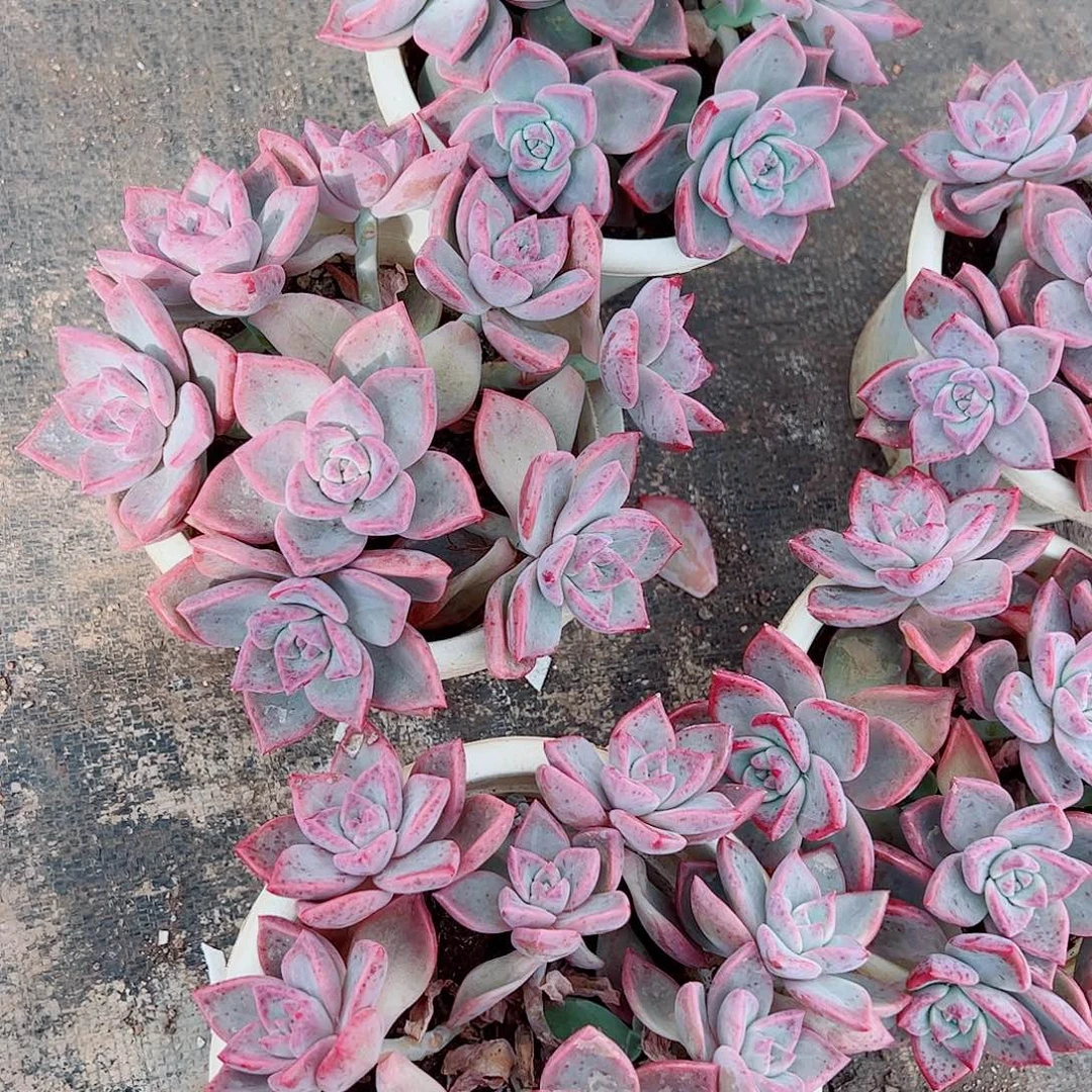 槟月多头造型精品特价