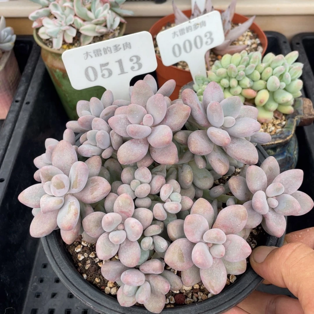 0513蜜多丽不带盆16厘米