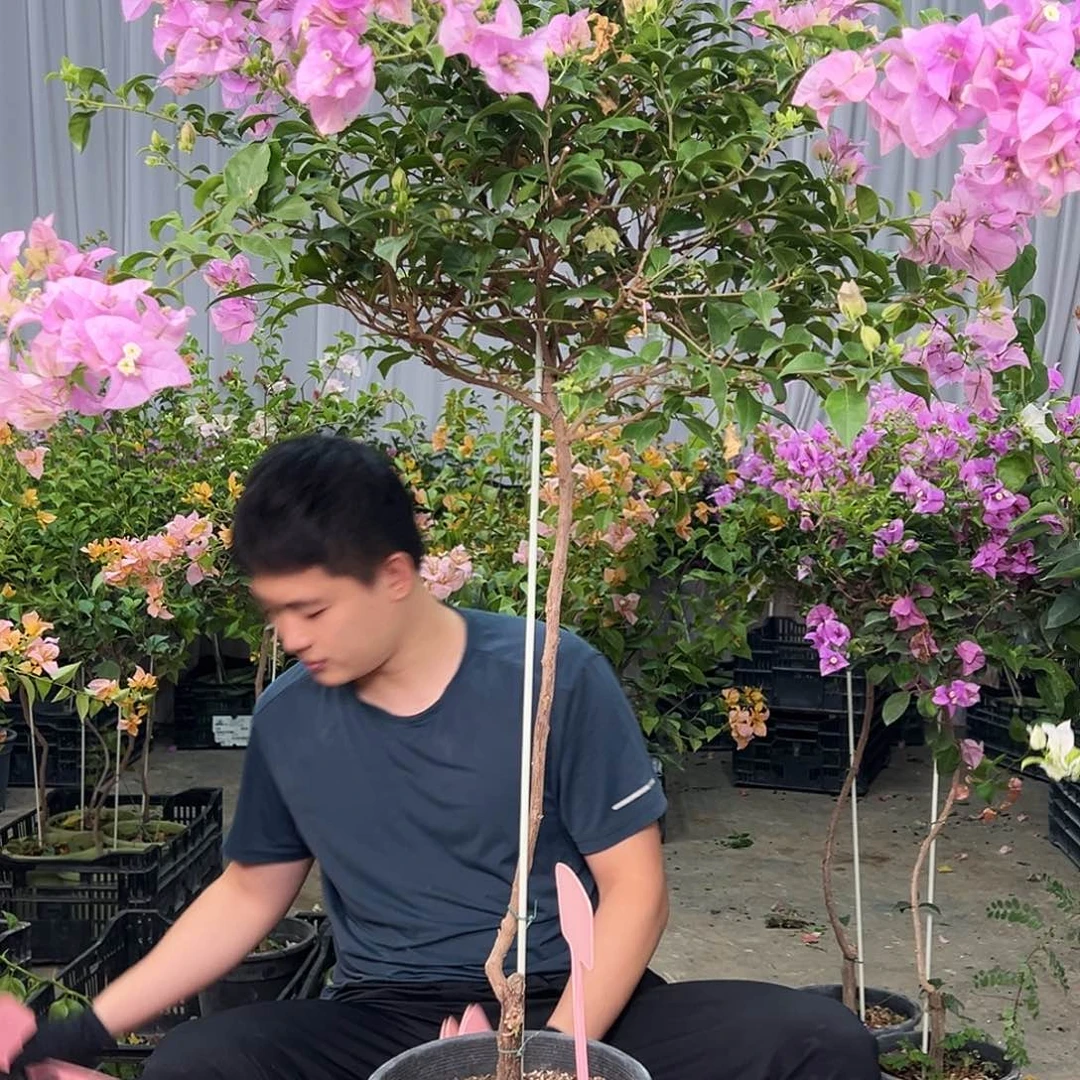 胡***姐当前无花栽培后可以开花B77巴西紫