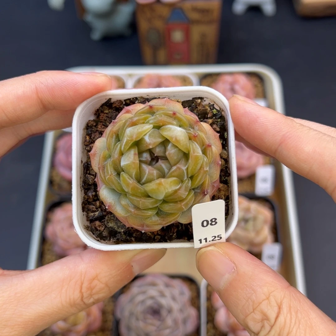 好好看08、哈哈哈哈