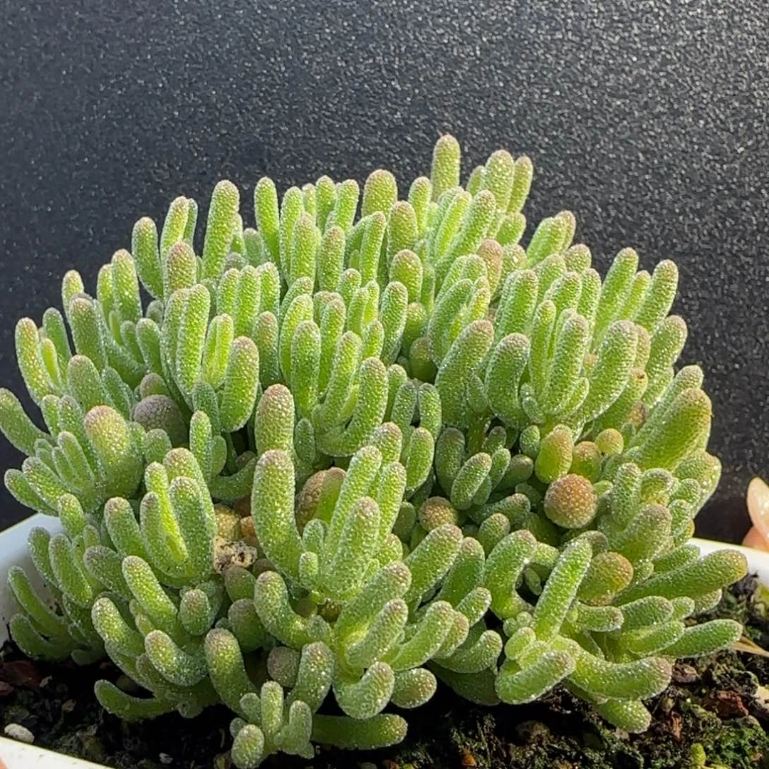 dy0656冰晶直杆冠服6.5cm白月光
