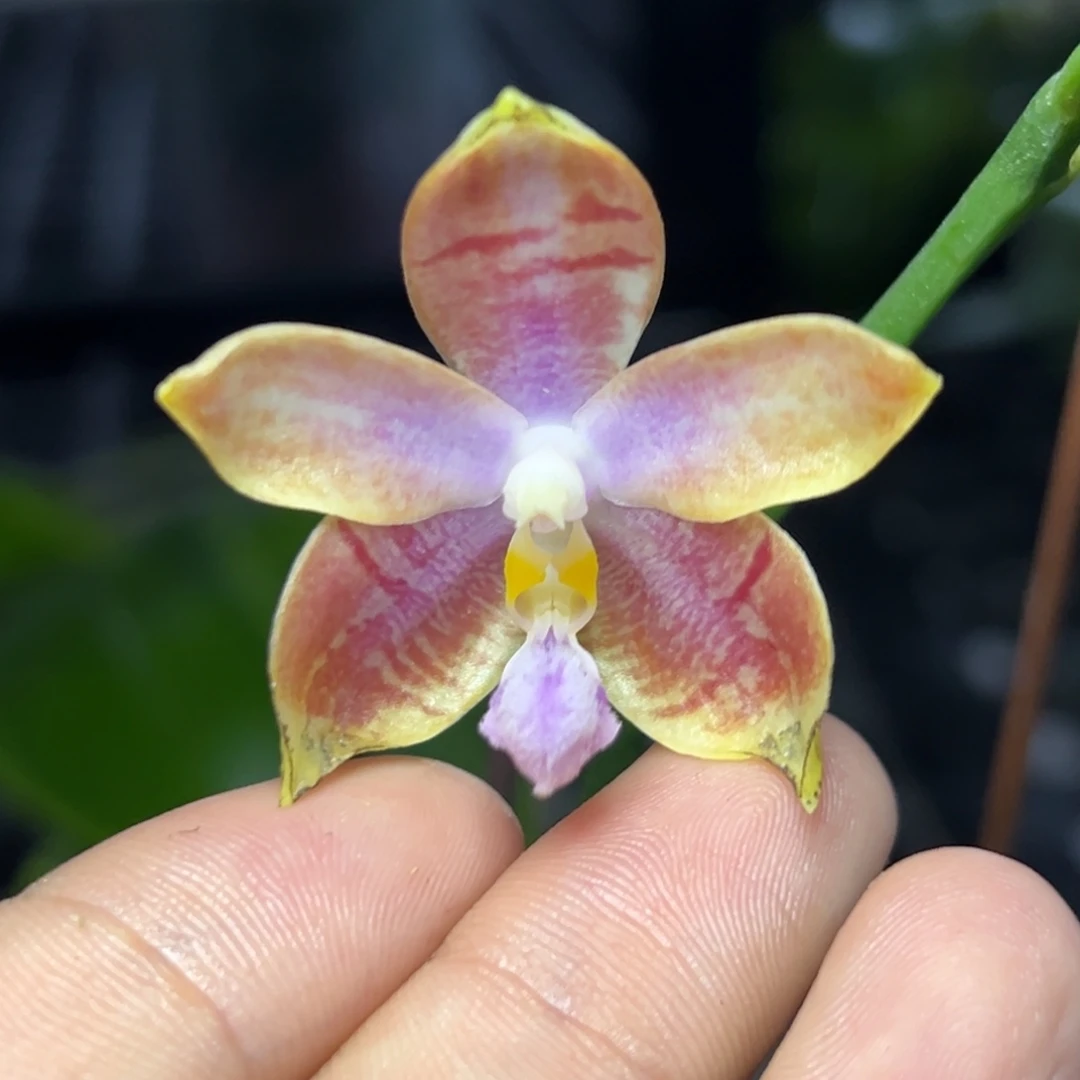 完全开放l103三寸盈收三号