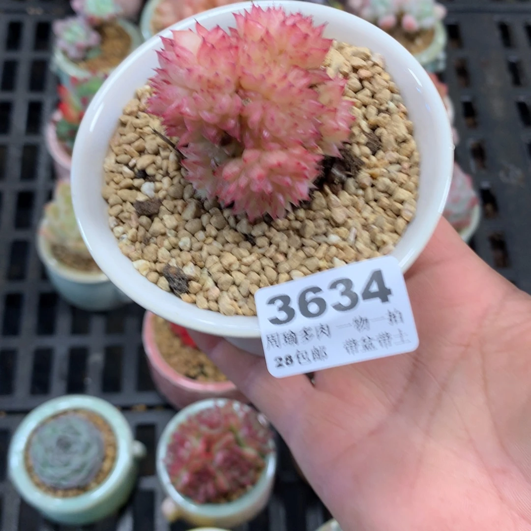 玖***玖精控多肉植物3634