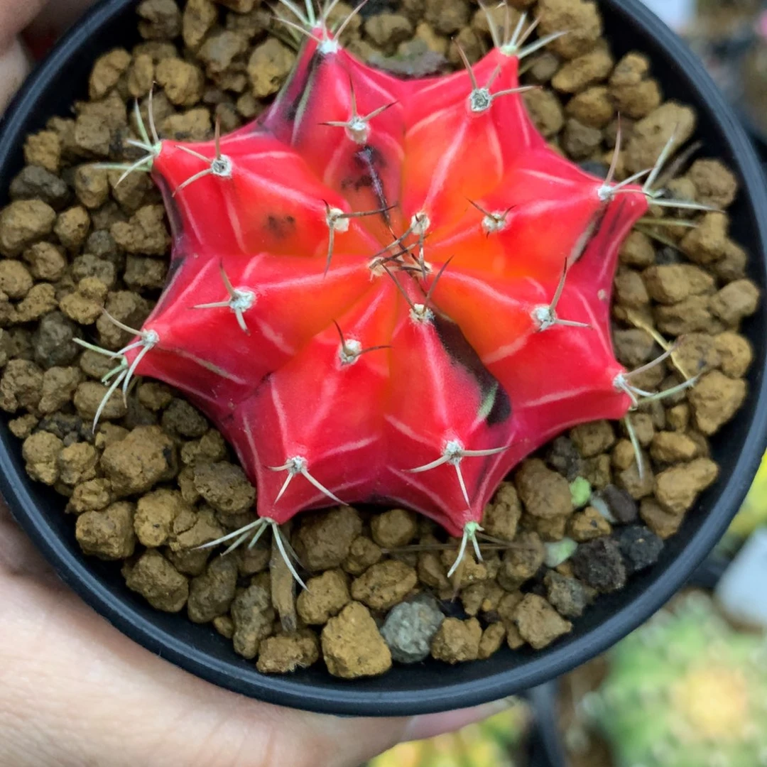 仙人球米哈红牡丹锦