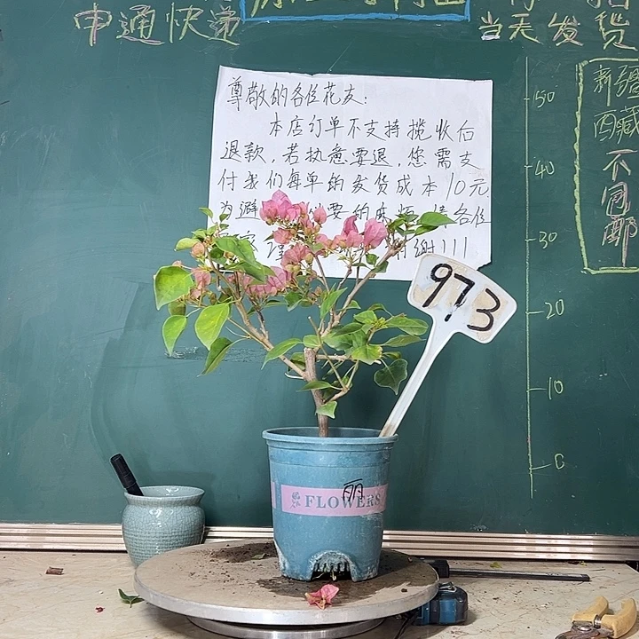 当前无花栽培后可以开花暗斑丽人973