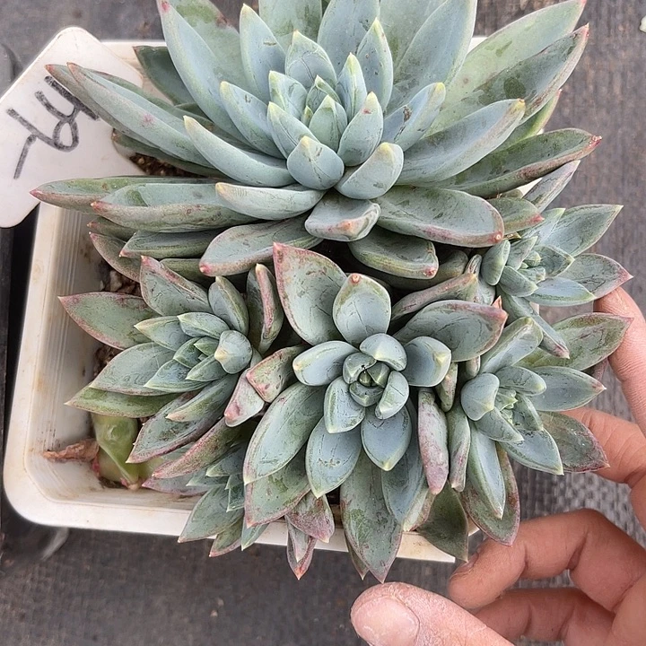 两单包邮，炸福利64红蛋