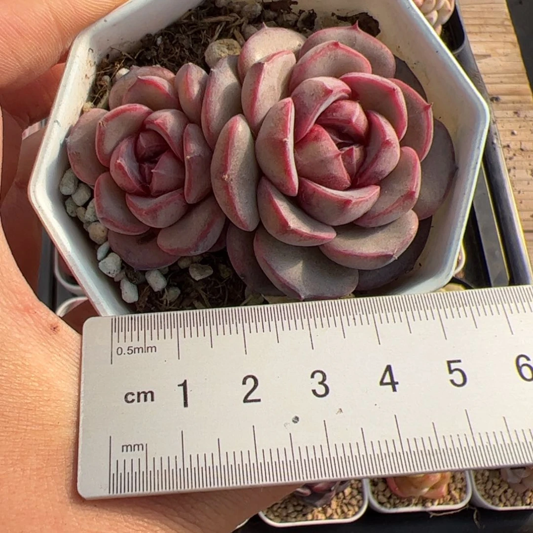 #*347 多肉植物组合盆栽