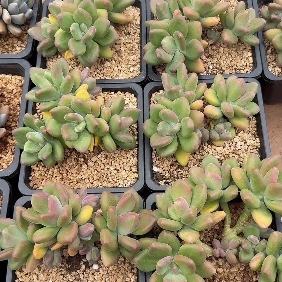 芒果奶精控无砍群生多肉