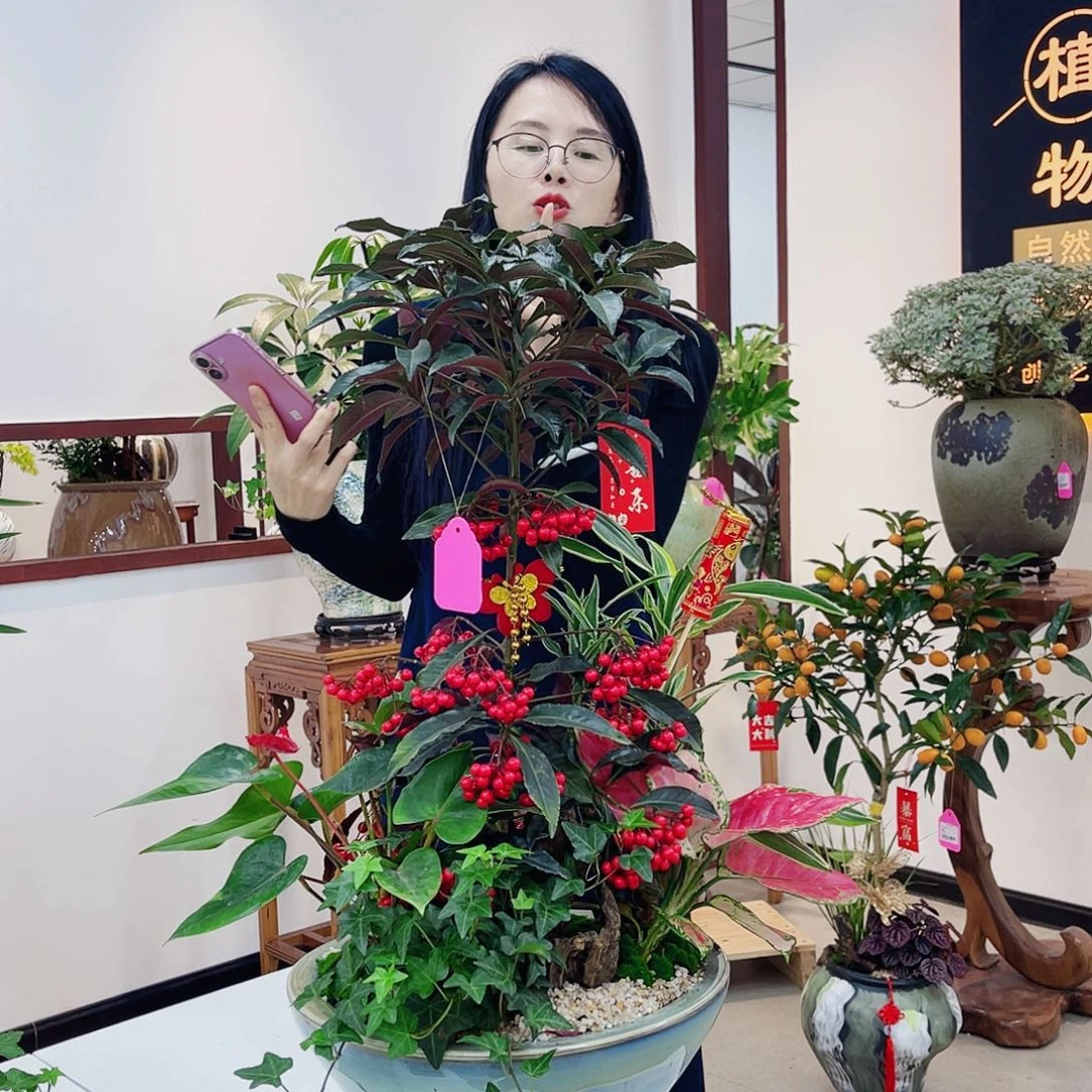 浅高端绿植一物一拍