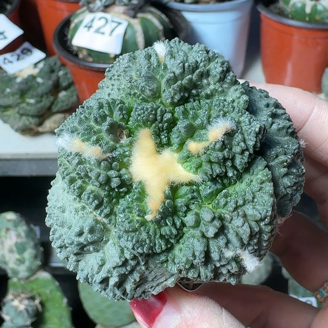 全部花朵大尤哥怒455