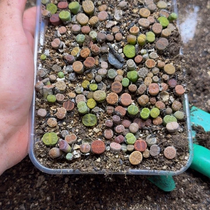 西***妈多肉植物的生长发育133