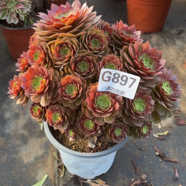 瑞妈多肉植物，897。桃花石，