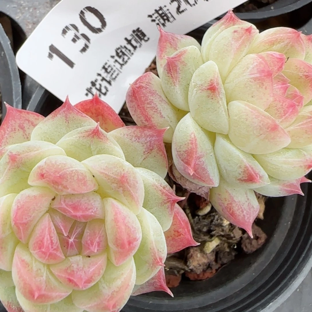 花语逸境0204-130