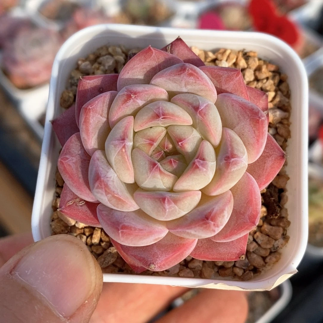 精品多肉一物一拍139