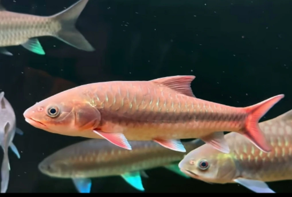 黑纹金吉罗 原生观赏鱼 顺丰包邮包活