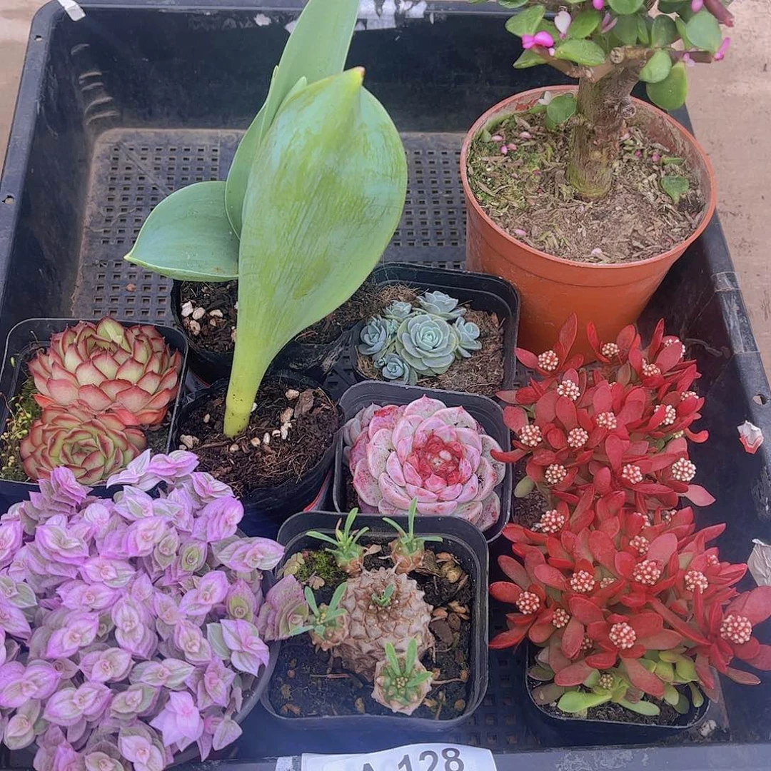 多肉128多肉植物