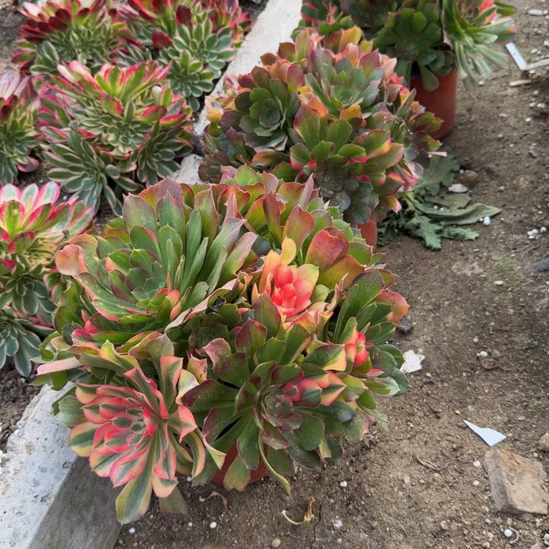 心**佛寄养三颗七彩发货。多肉植物