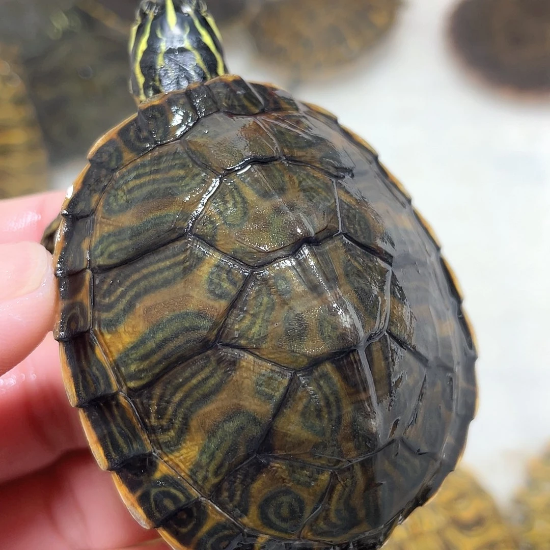 宠物龟不分公母6.5