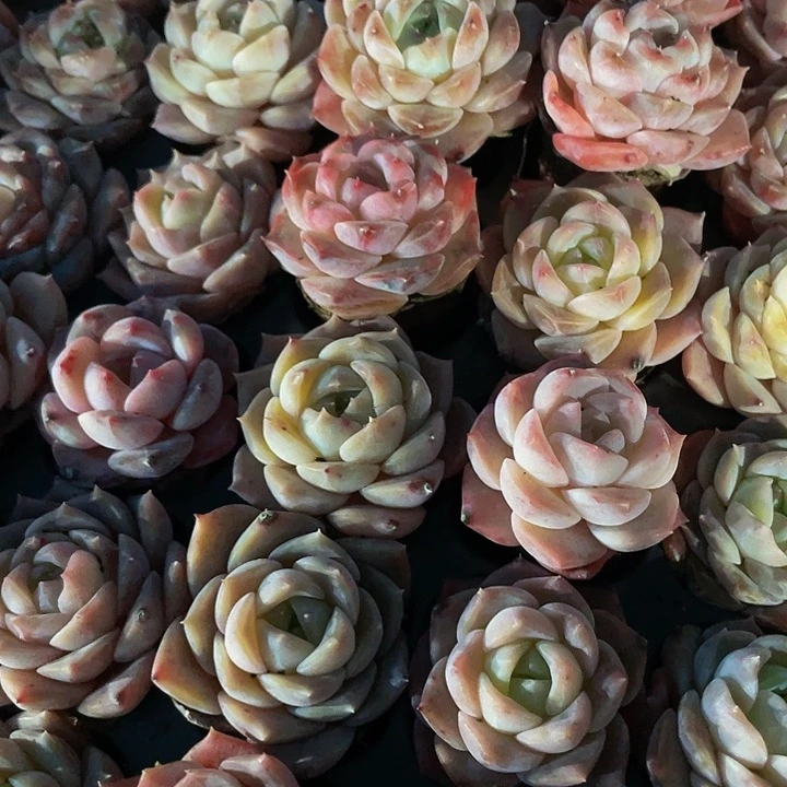 小纯爱1元带土发