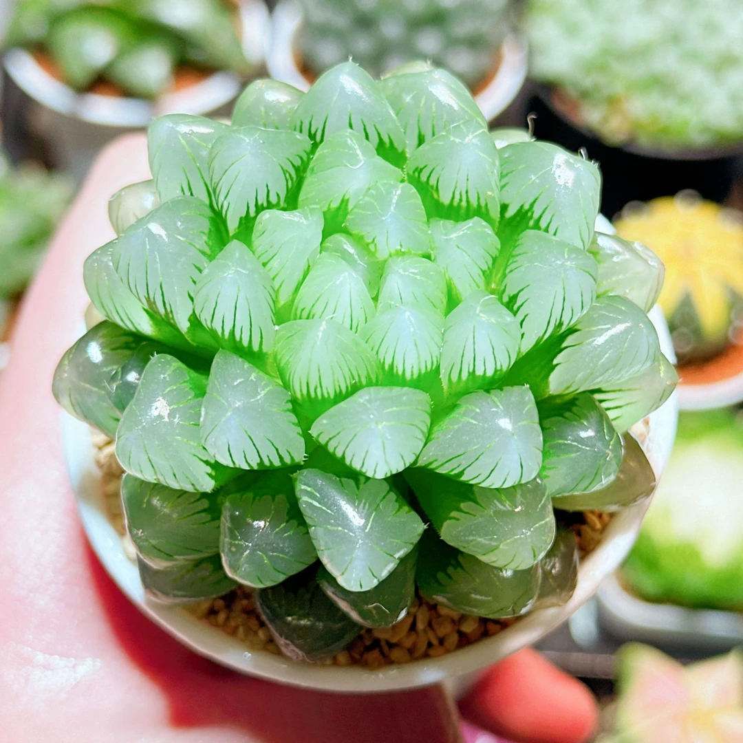 蓝镜玉露（满16包邮） 十二卷玉露 多肉