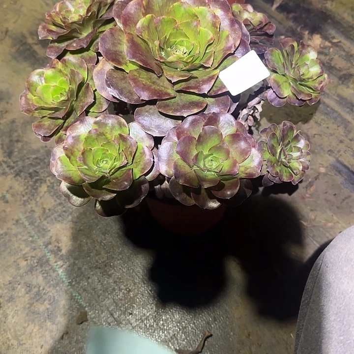 带****一物一拍不包损55