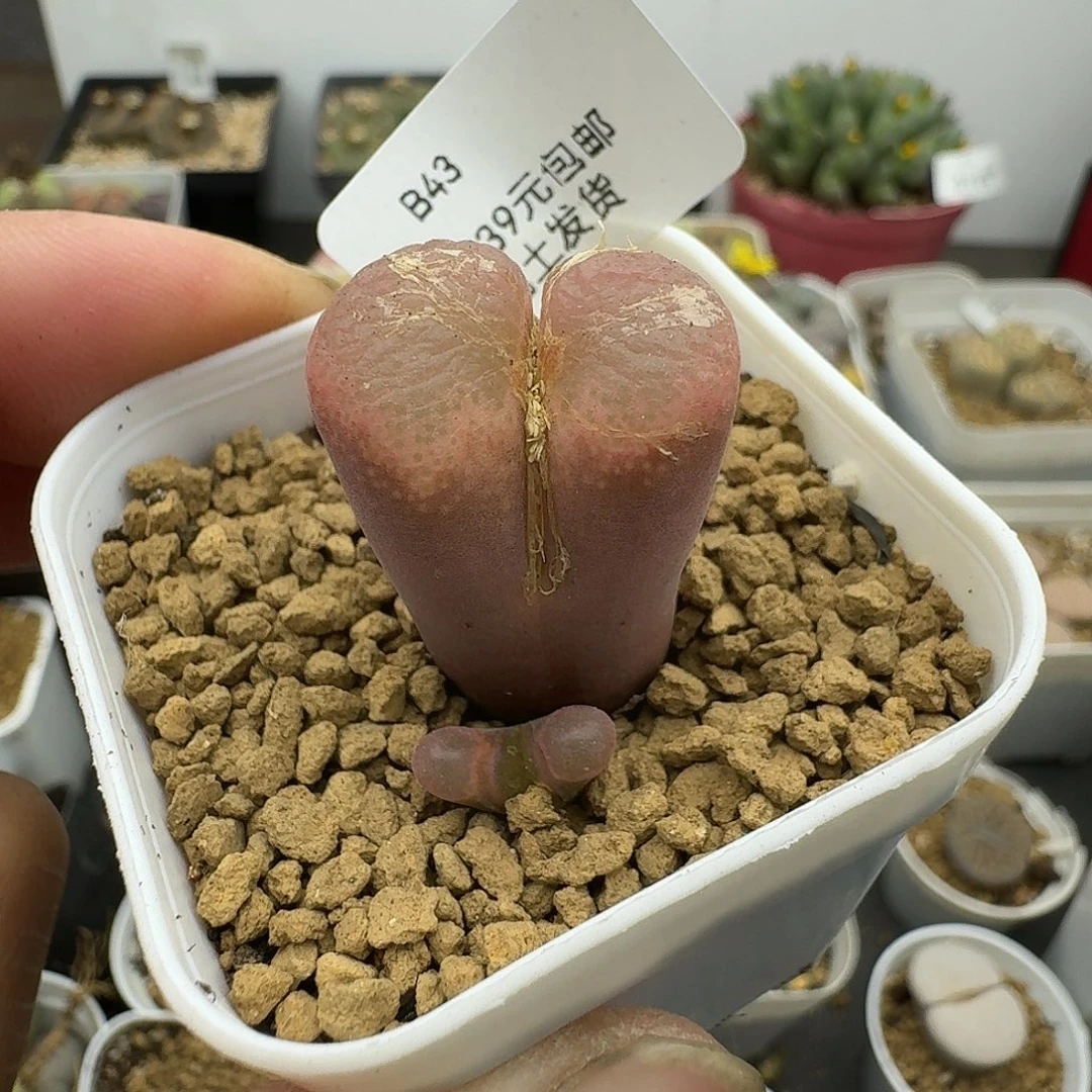 43多肉哈哈哈哈哈哈