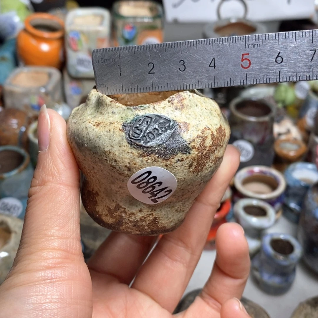 吃***菜花盆拍5送一个小礼物