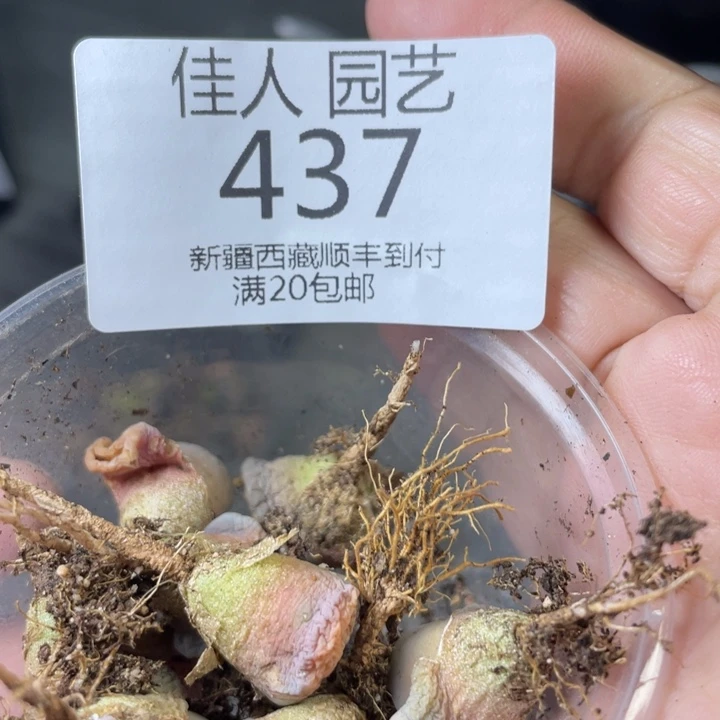 王****)跑妹饿蓝色老板的微博437