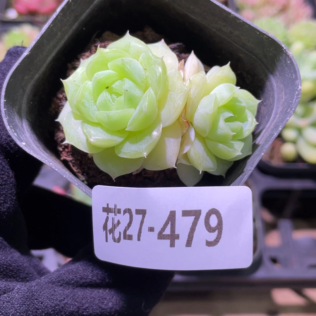 花利美27-479麦秆