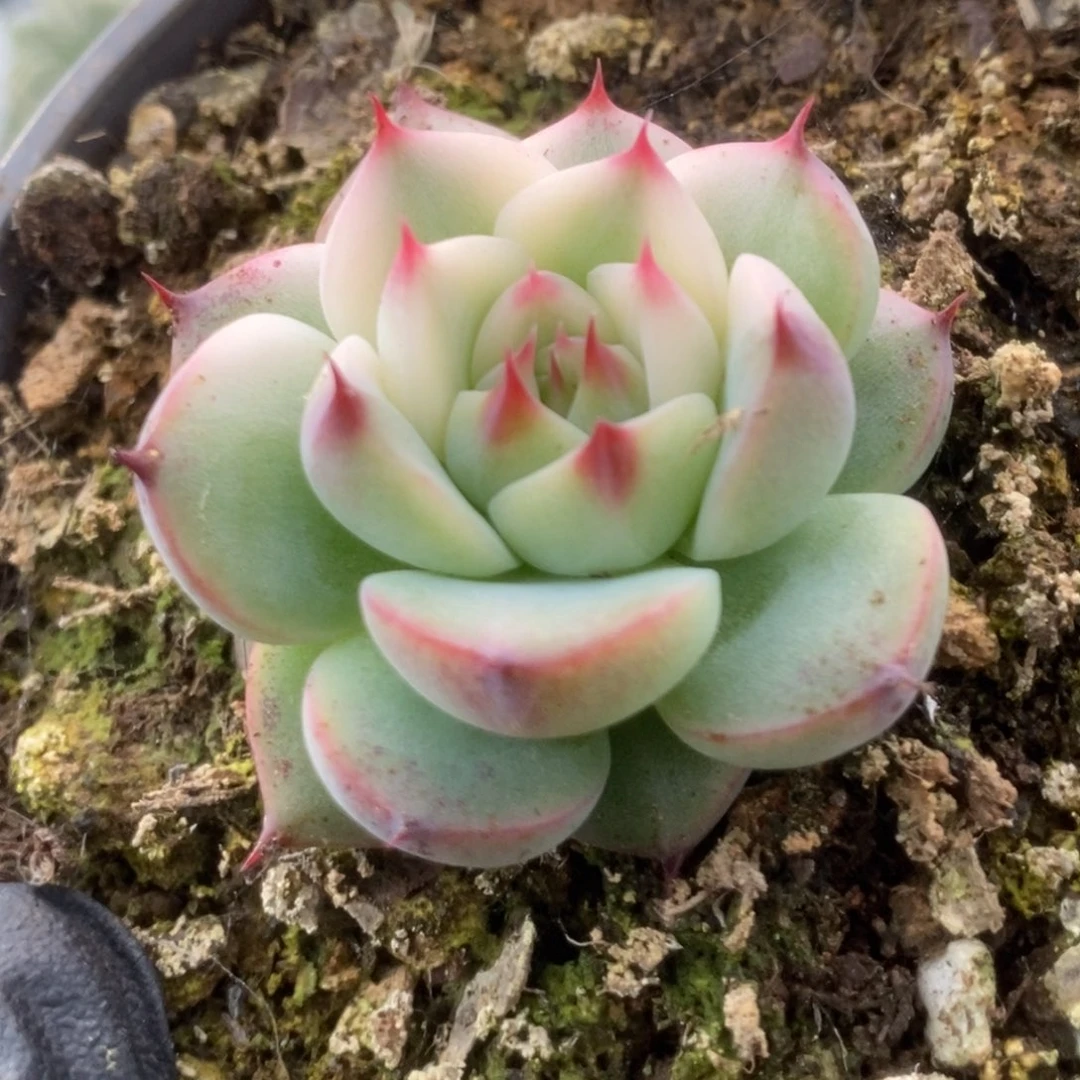 114吉娃娃4公分锦和锦锦锦锦