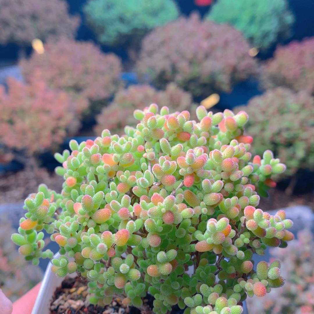 c408蜜橘糖球枝干番杏